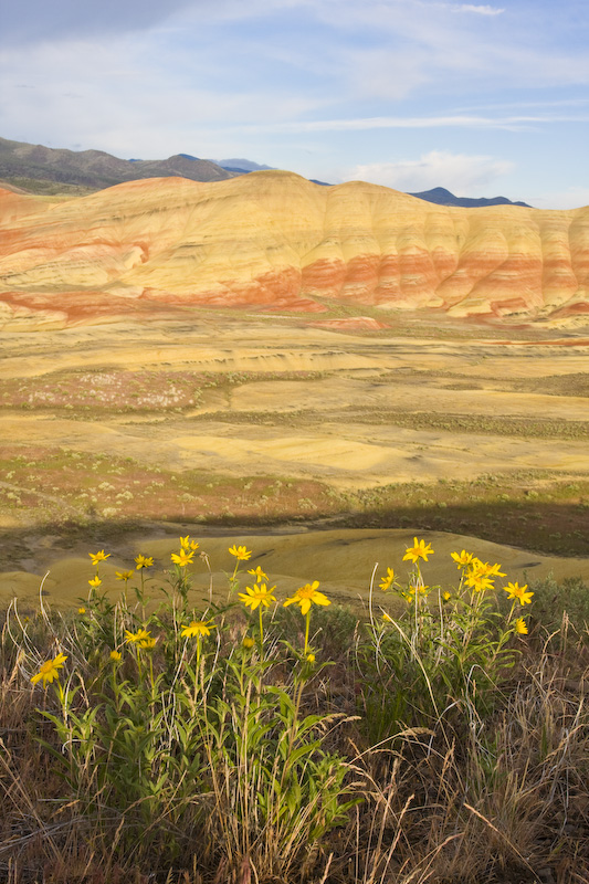 Wildflowers And The Painted Hills